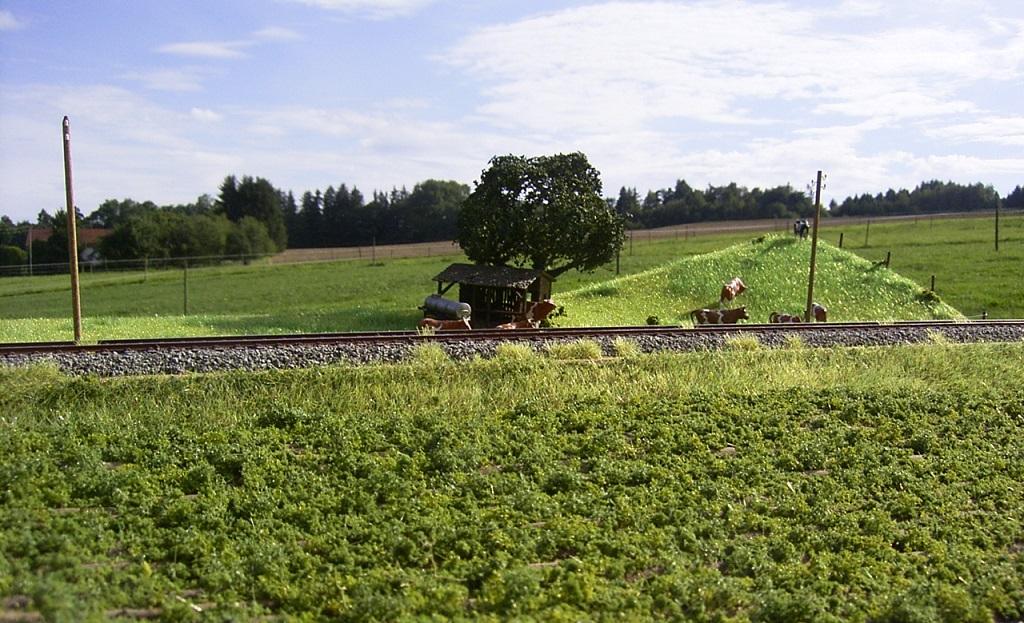 Kartoffeln und Rindviecher